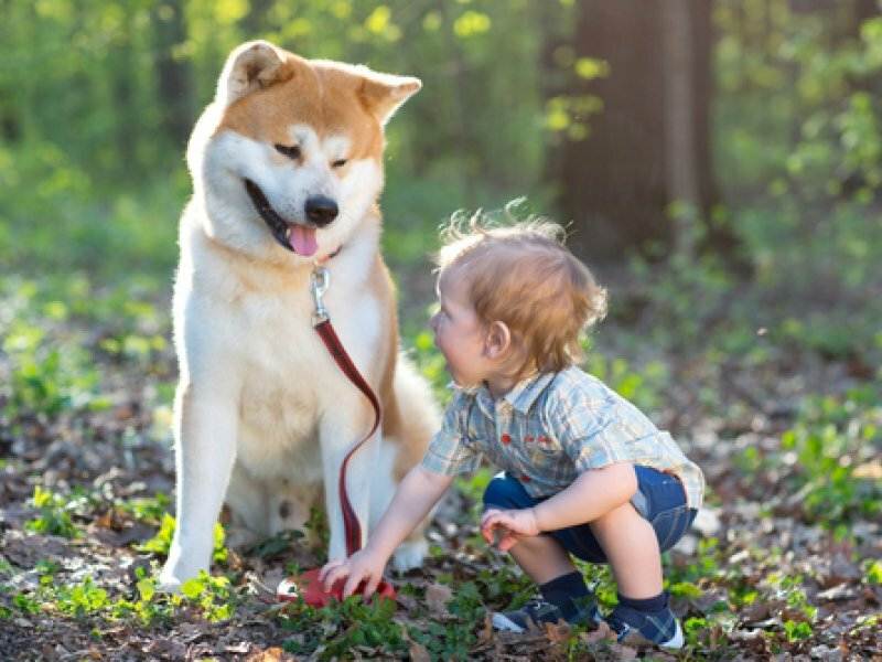 Чому дітям не можна вигулювати собак